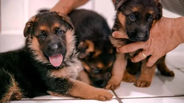 German Shepherd Puppies Available