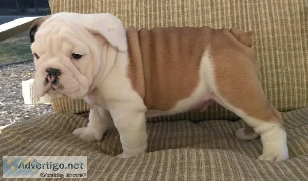English Bulldog Puppies