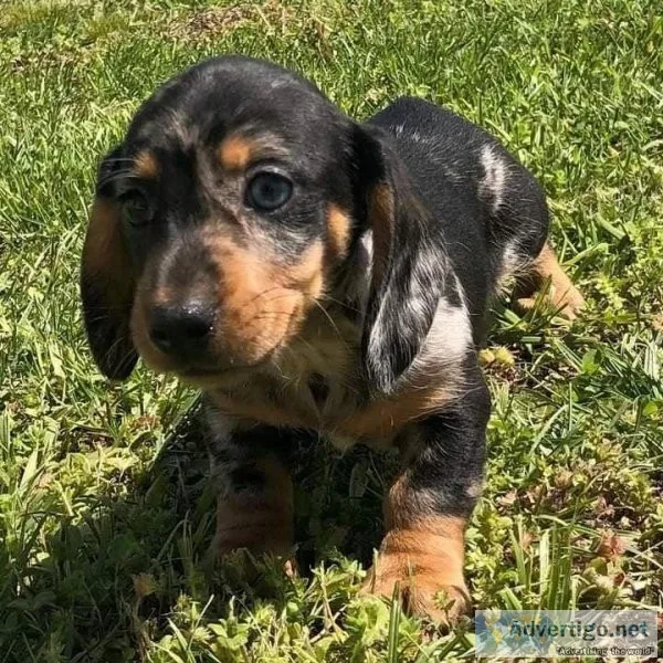 AKC Dachshund Puppies