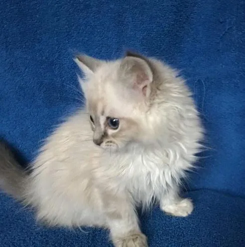 Ragdoll kittens