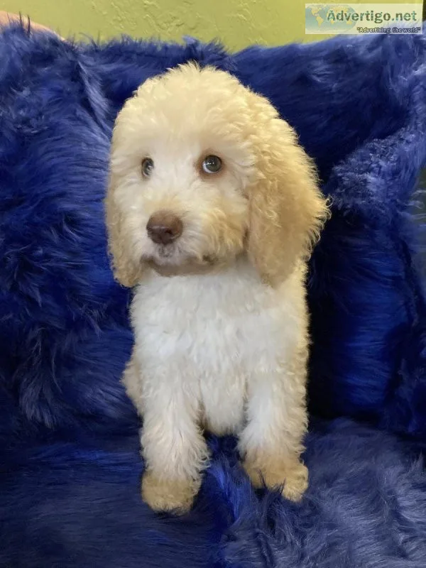 Goldendoodle Puppies
