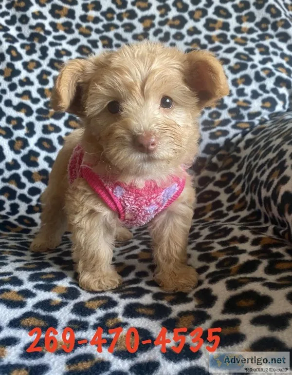 yorkipoo puppy