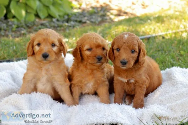 Priceless goldendoodle