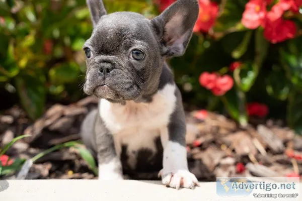 FRENCH BULLDOG PUPS