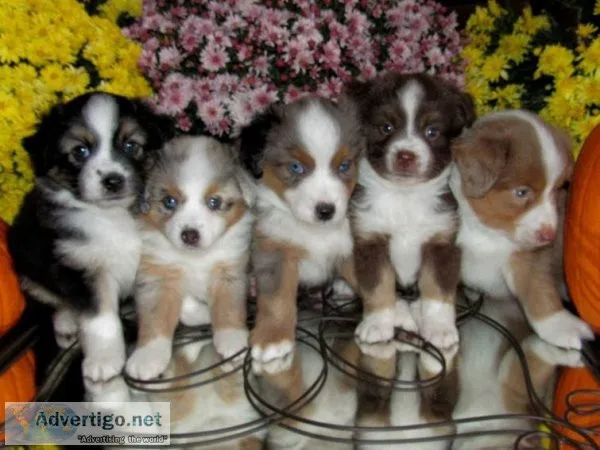 Toy Aussie Pups