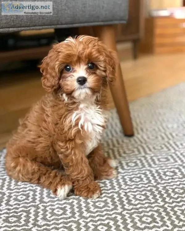 Adorable cavapoo puppies for adoption