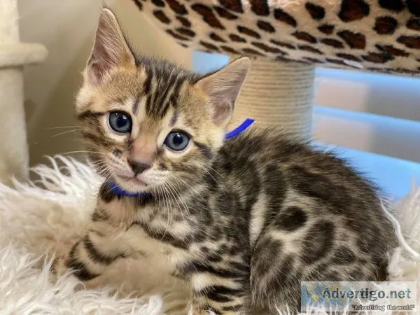 Tica reg bengal kittens w/ breeding rights