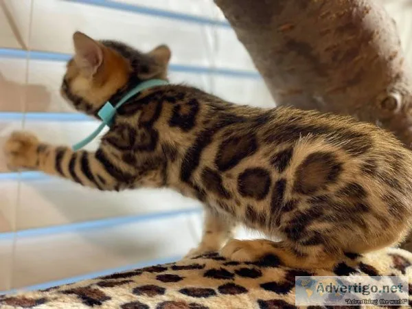 Tica reg bengal kittens w/ breeding rights