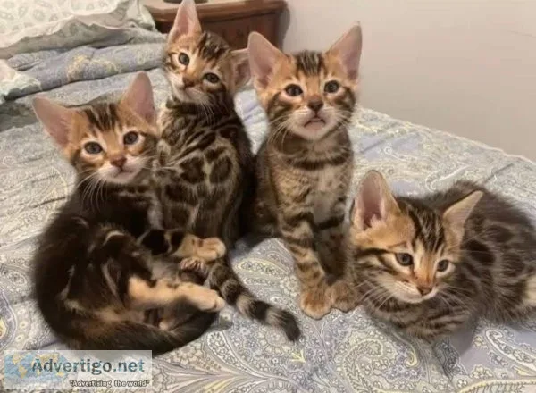 Tica reg bengal kittens w/ breeding rights