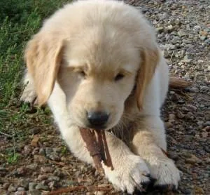 Golden Retriever puppies available