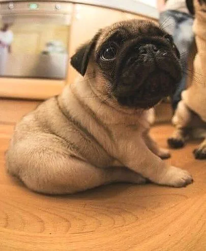 charming pug puppies for sale