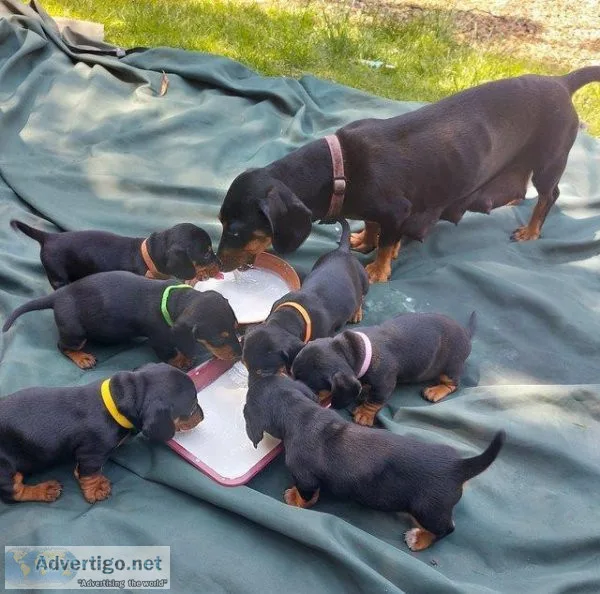nfgtty Dachshund puppies for sale