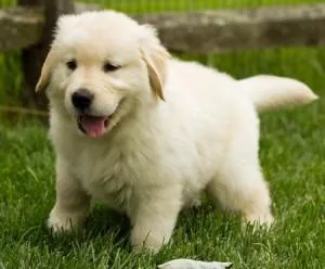 Golden Retriever Puppies