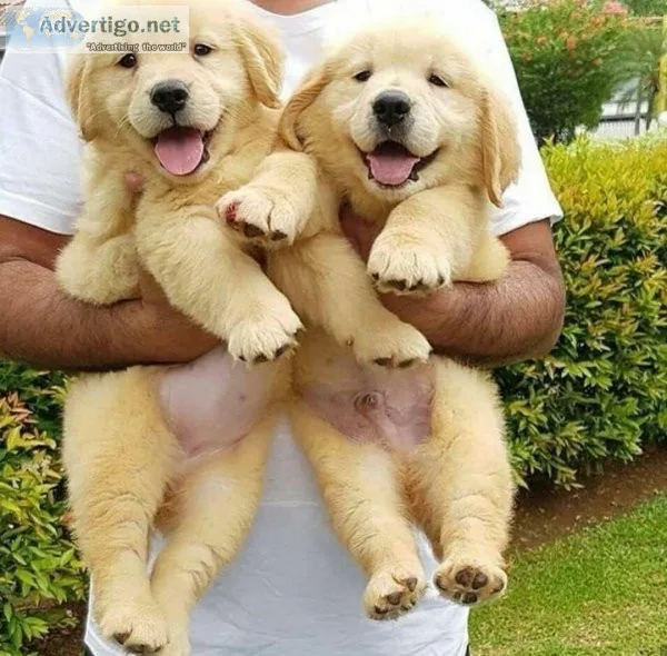 Golden Retriever puppies for sale