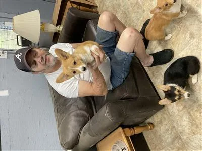 HUNTAWAY PUPPY FOR SALE