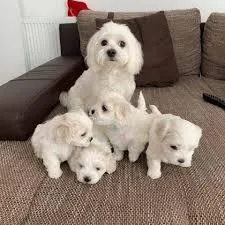 Maltese Puppies