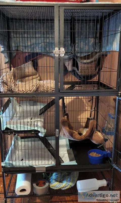 3 ferrets plus cage and lots of extras