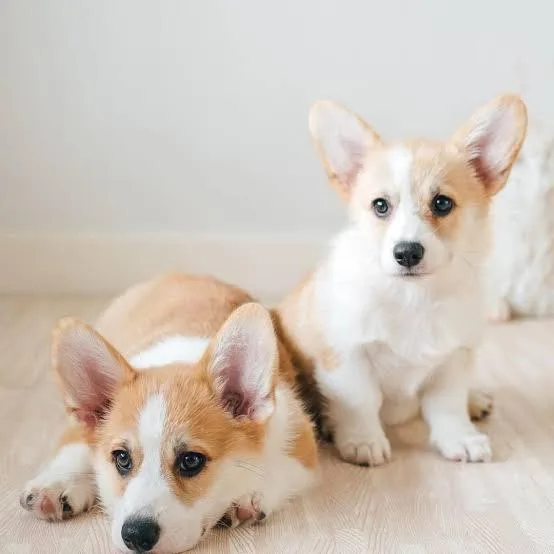 Corgi And Yorkie Puppies