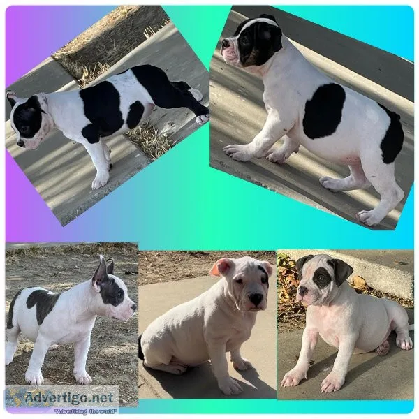 Pocket bully pups