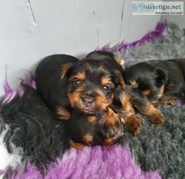 bhrjed Yorkshire terrier puppy for sale