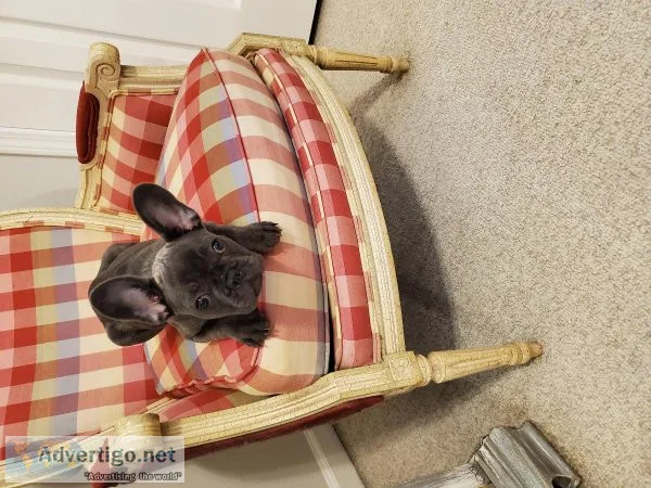 14 week old Blue Brindle French Bulldog female