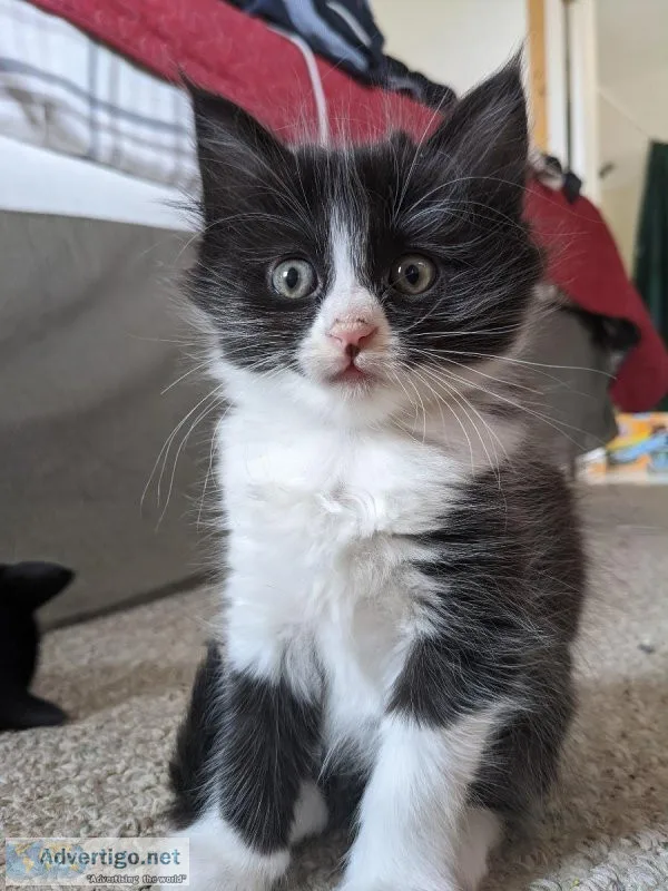 5 kittens