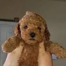 GoldenDoodle Puppies for sale