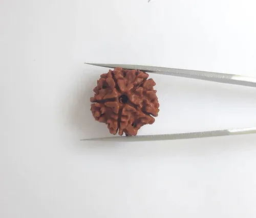 Buy original rudraksha from ratna bhagya