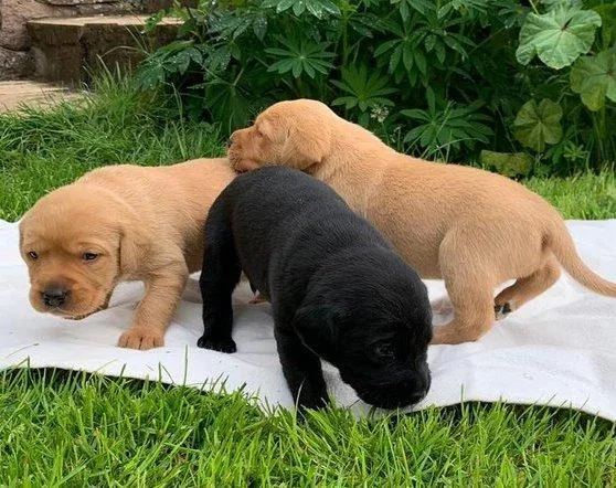 ltotgu Golden Retriever puppies
