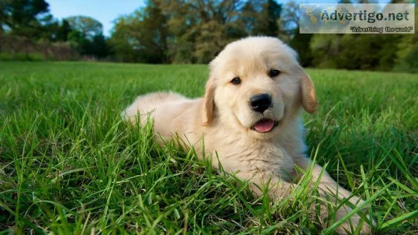 Golden Retriever puppies for sale