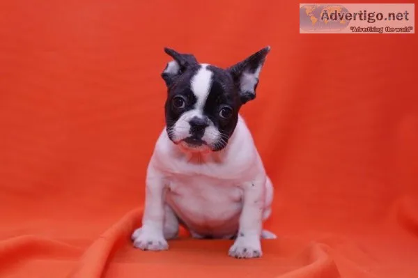Frenchie bulldog puppies