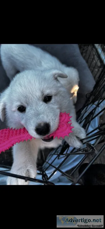 German Shepard  puppies