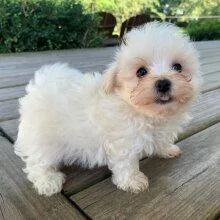 Maltese puppies for sale