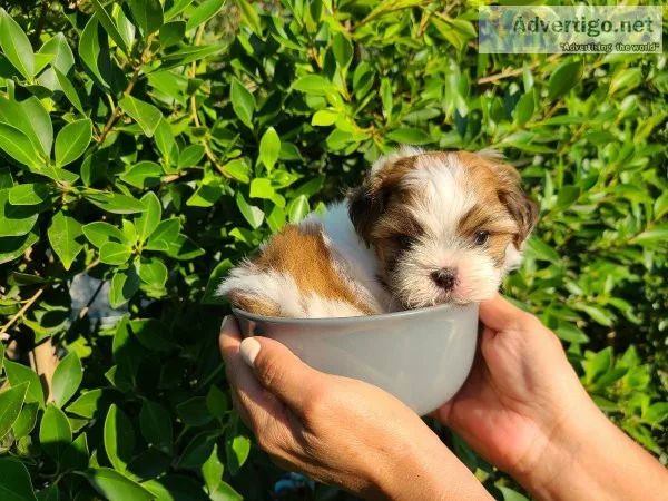 Beautiful Shih Tzu Puppies