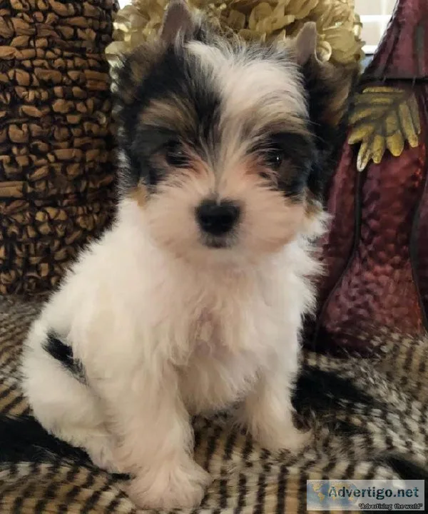 Beautiful Yorkie Puppies