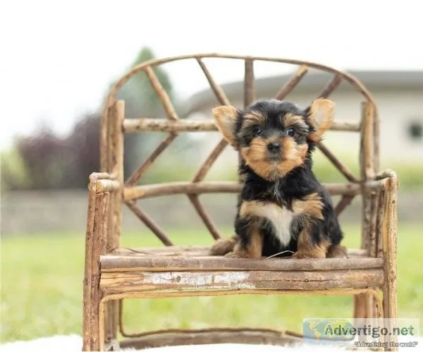 Most Charming and Adorable Yorkie Puppies