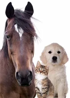 Best pet care products