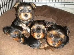 Hello I have these Cute Male and Female Teacup Yorkie puppies