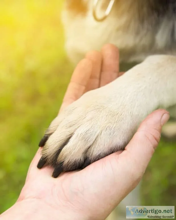 Best pet care products