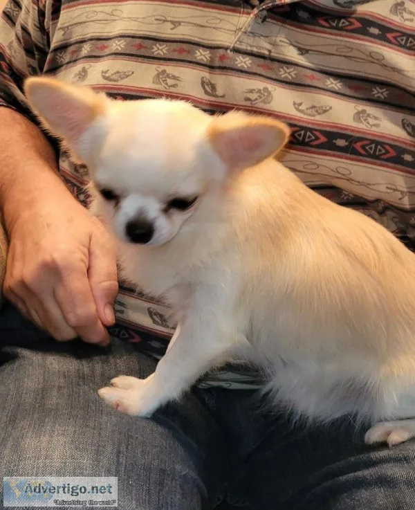 Chihuahua