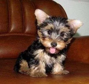 yorkie  puppies for sale