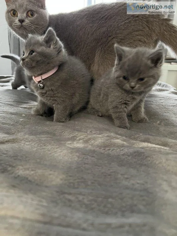 British shorthair kitten