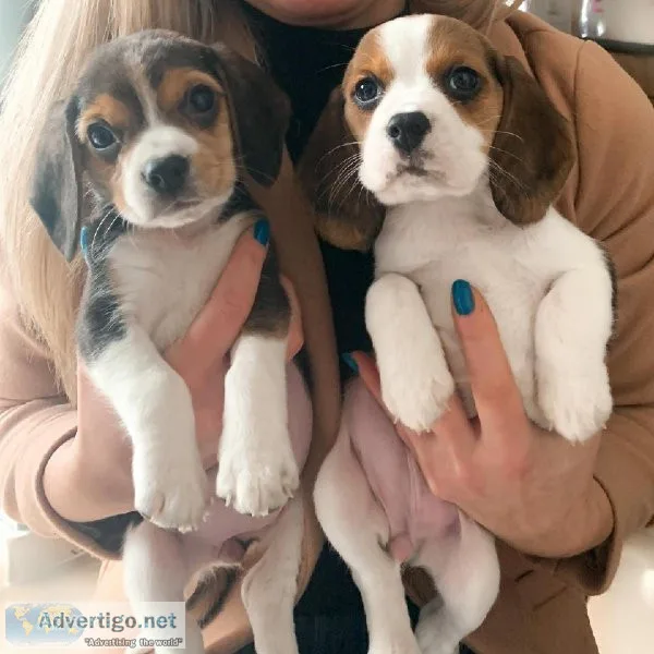 Beautiful Beagle Pups Available