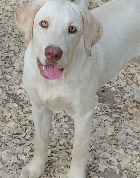 AKC Labrador Retriever Puppies