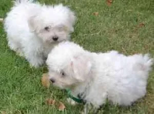 Pure White Maltese Ready for New Home