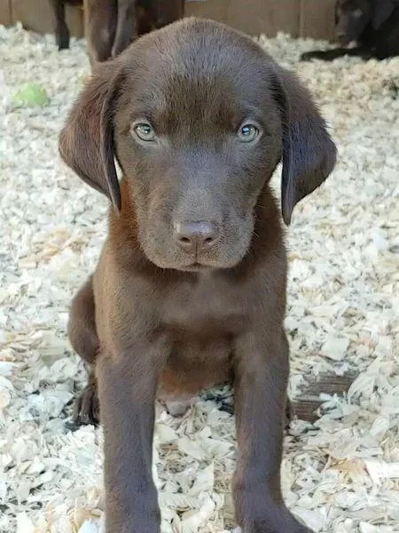 AKC Champion Bloodline Labrador Retriever Puppies