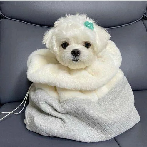 Gorgeous Teacup Maltese puppies
