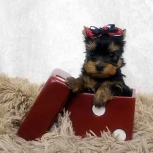 TEACUP YORKIES AVAILABLE 160.00