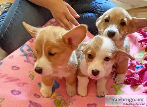 Pembroke Welsh Corgi Puppies
