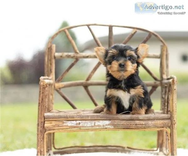 Most Charming and Adorable Yorkie Puppies